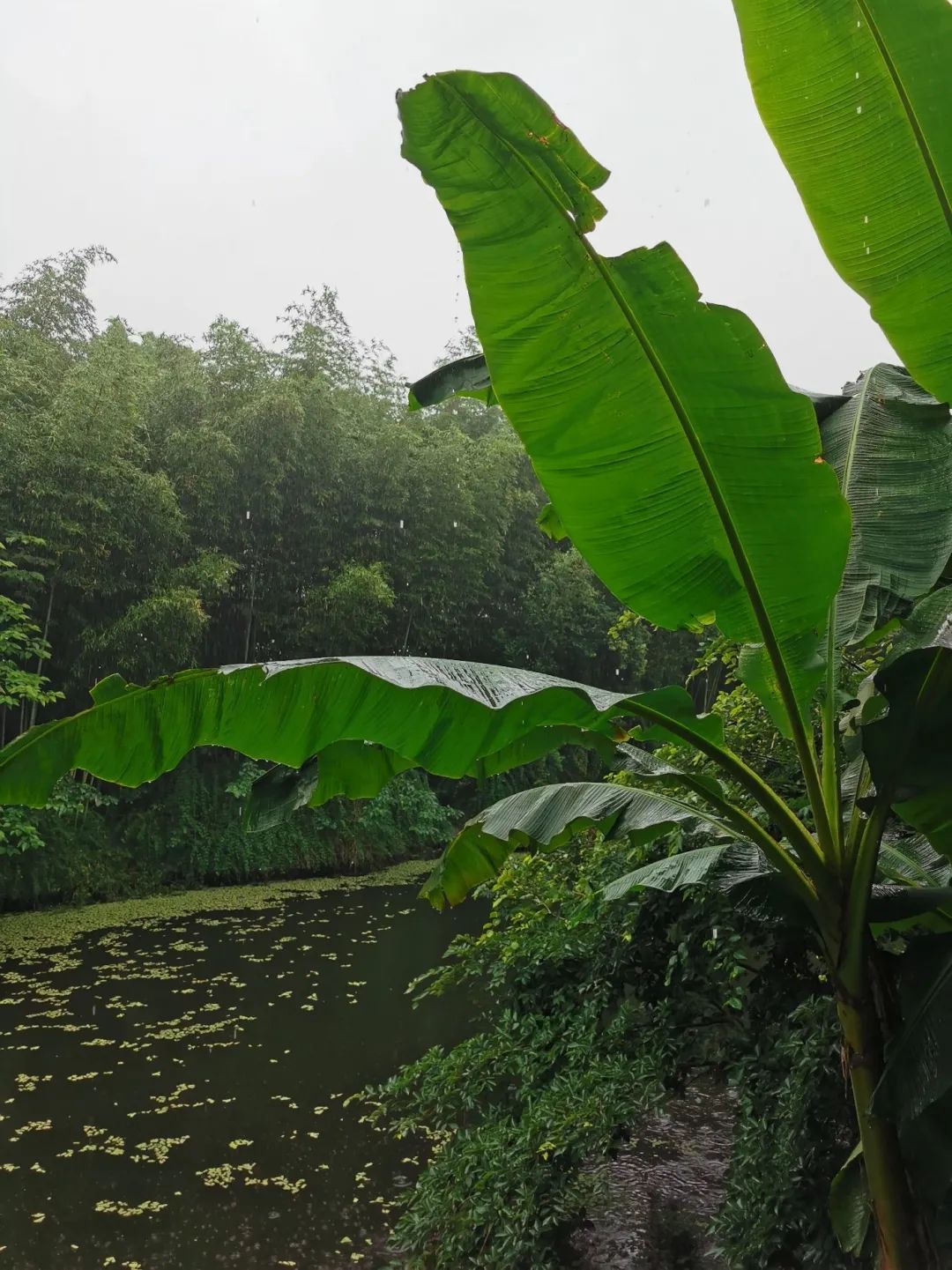 芭蕉雨最新