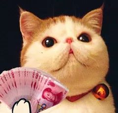 猫咪破解版，寻找内心平静的温馨之旅