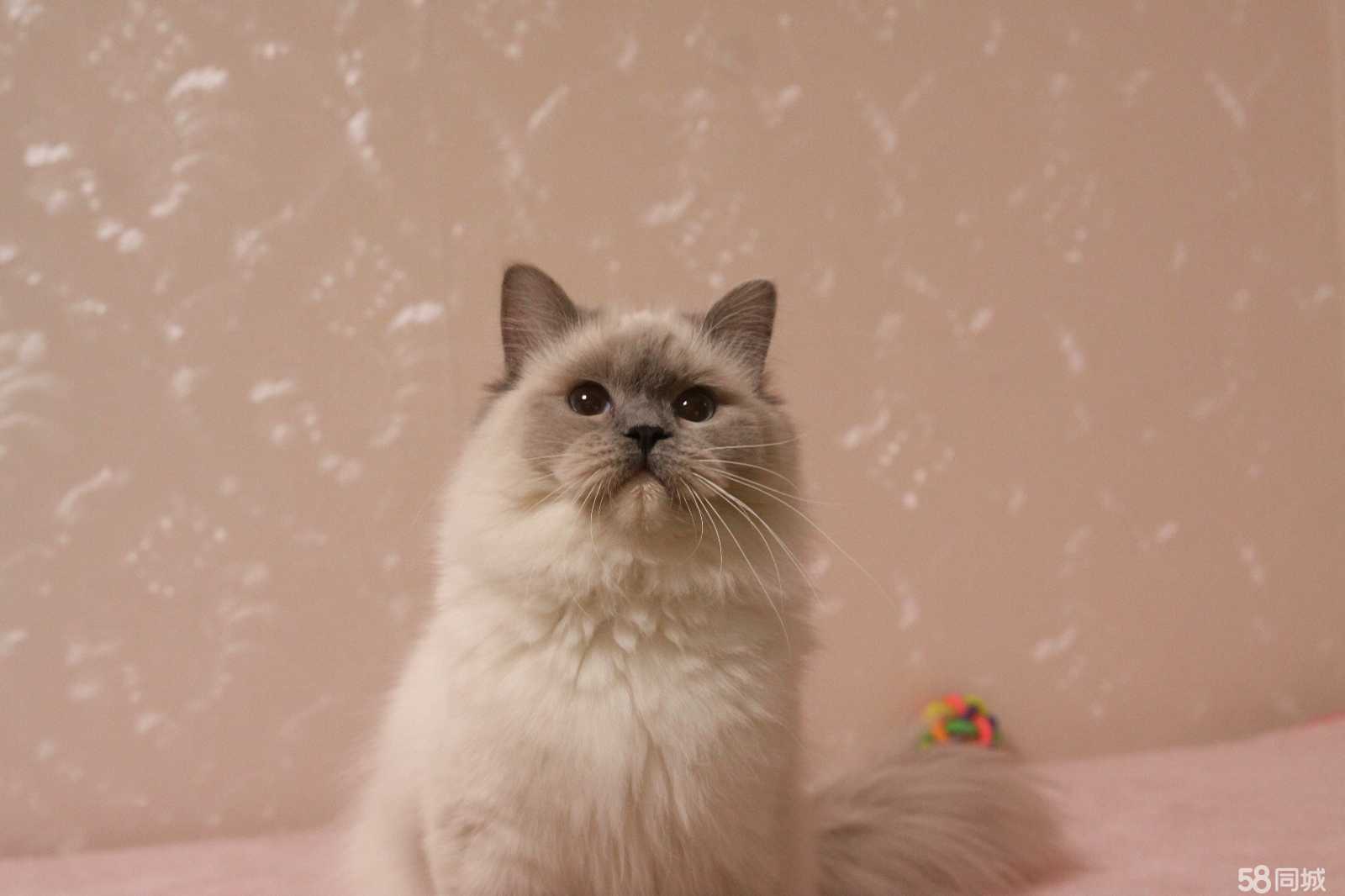 手套布偶猫价格，科技与生活的时尚融合之选