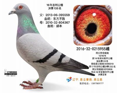 最新信鸽展，鸽子文化魅力与商业价值的深度探讨展