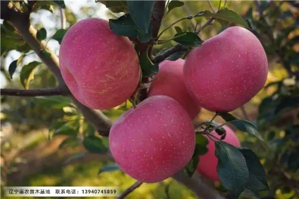 中卫酒店厨房厨具